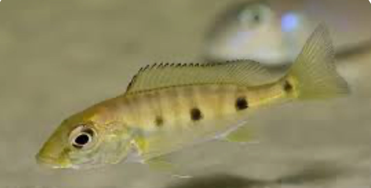 Emperor Cichlid (Boulengerochromis microlepis)