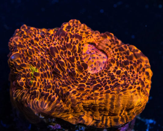 Neon Orange Chalice Coral-MDL