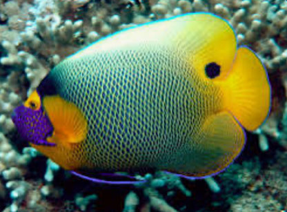 Blueface Angelfish