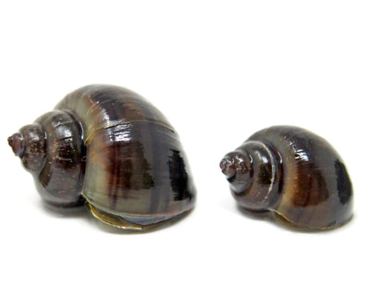 Black Snails