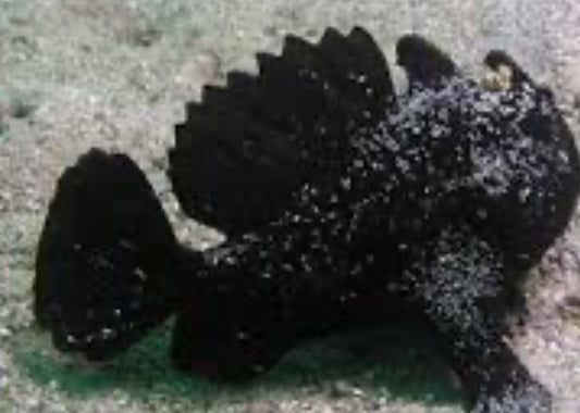 BLACK ANGLERFISH