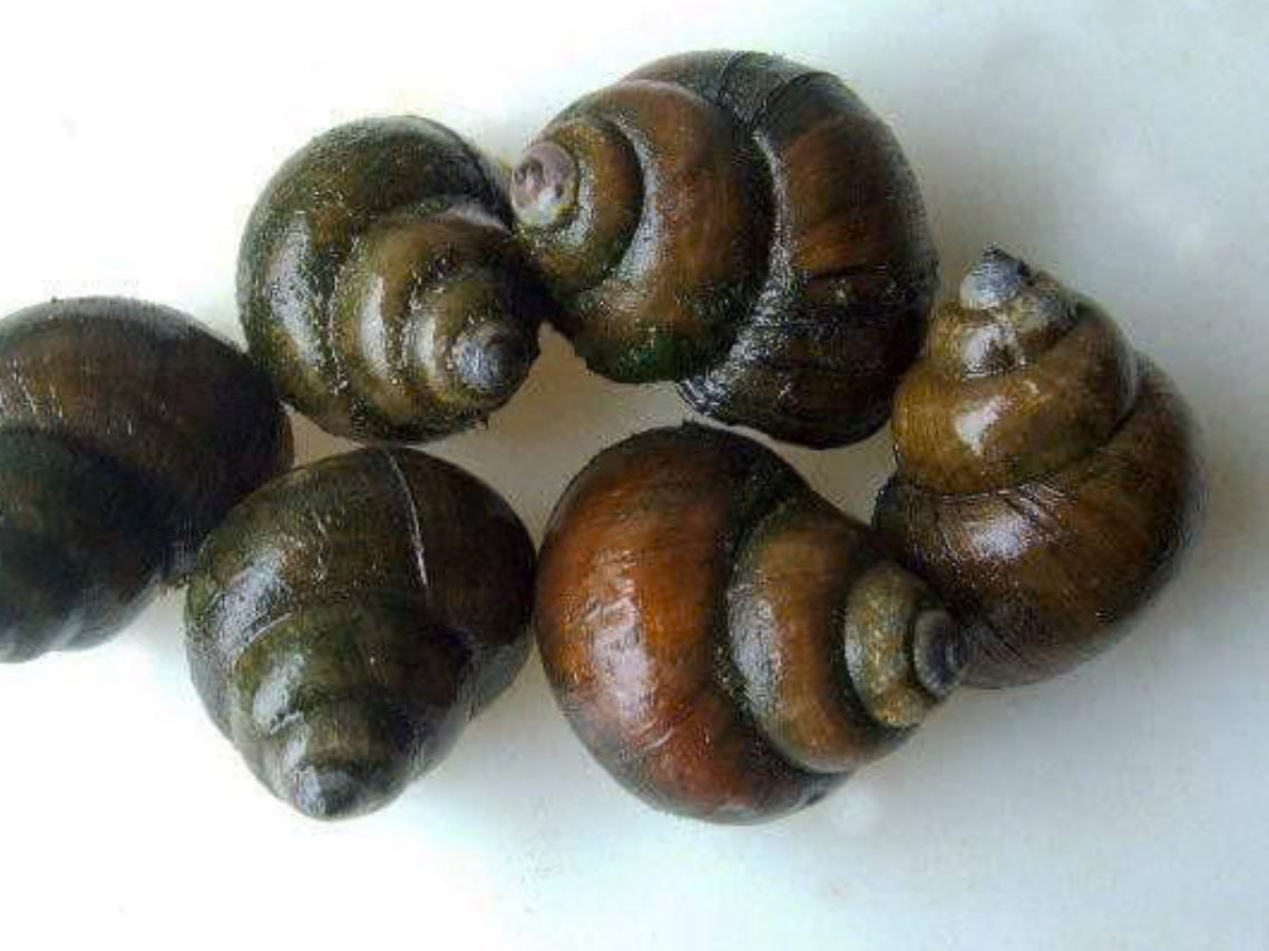 Trap Door Snails (for ponds and tanks) – DANBURY AQUARIUM