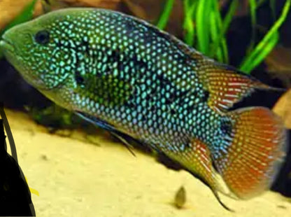 Ornatus Cichlid (Mesoheros cf. ornatus) 3"-4"