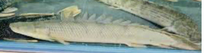 Congicus Bichir (Polypterus Congicus)