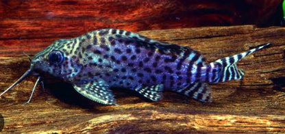 Synodontis Flavitaeniata-MD