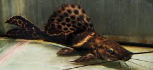 Sailfin Marble Achara Catfish (Leiarius Pictus)