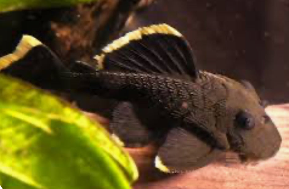 L047 Mango / Magnum Pleco (Baryancistrus Chrysolomus)