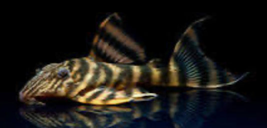 L398 Tankei Tiger Pleco (Panaqolus Tankei)