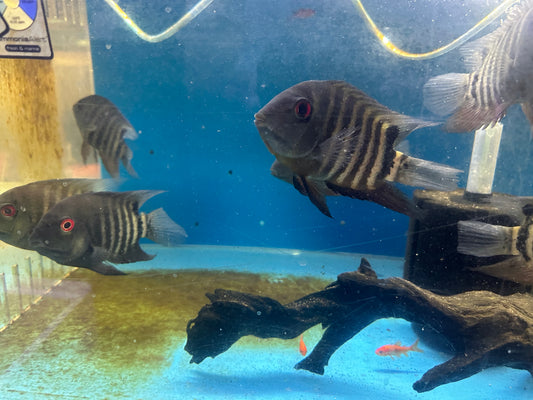 Red Mouthbrooder Severum (Heros liberifer)