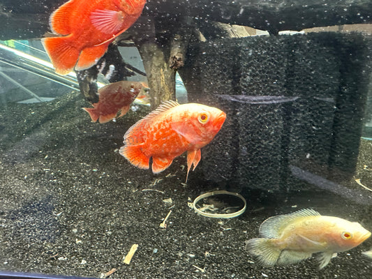 Nemo Tiger Oscar (Astronotus ocellatus)