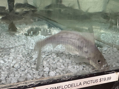 Pictus Catfish (Pimelodus Pictus)