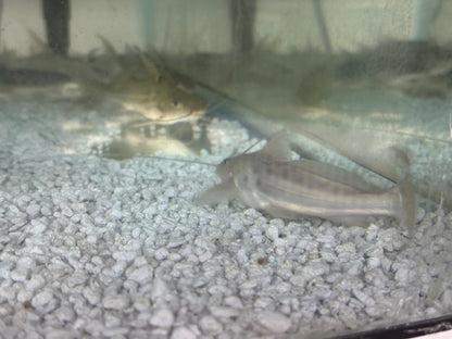 Pictus Catfish (Pimelodus Pictus)