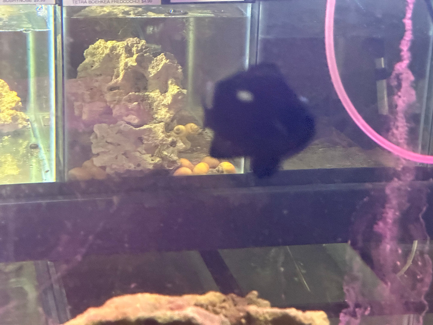 Three Spot Domino Damselfish Large 2.5"+