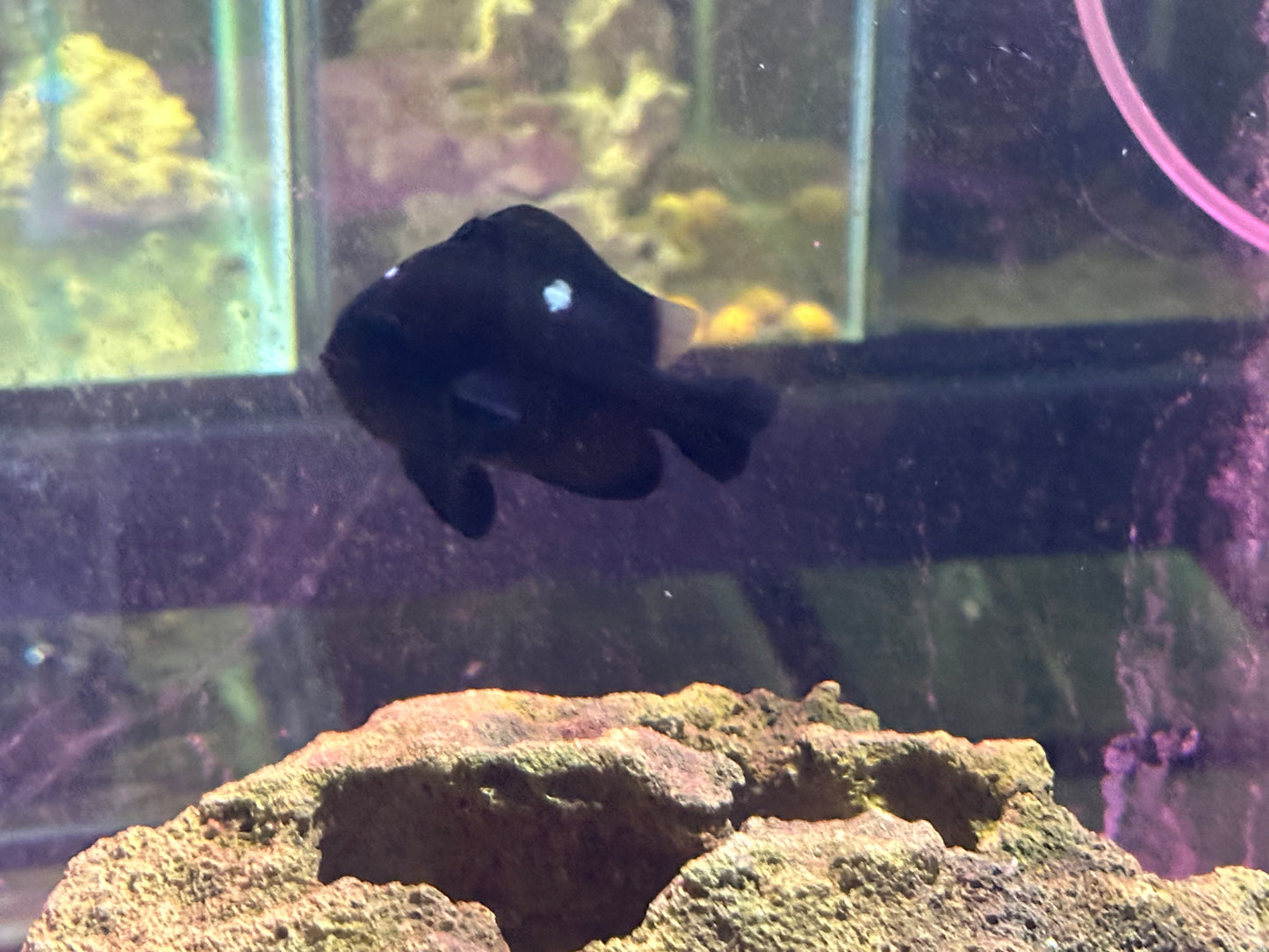 Three Spot Domino Damselfish Large 2.5"+