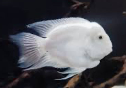 PLATINUM WHITE PARROT CICHLID FISH