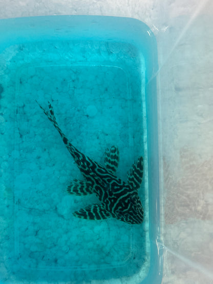 PLECO-L333 (KING TIGER) 3"-3.5"