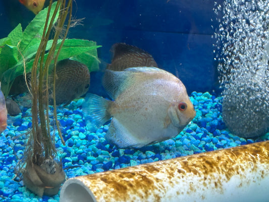 White Butterfly Discus 4"-5"