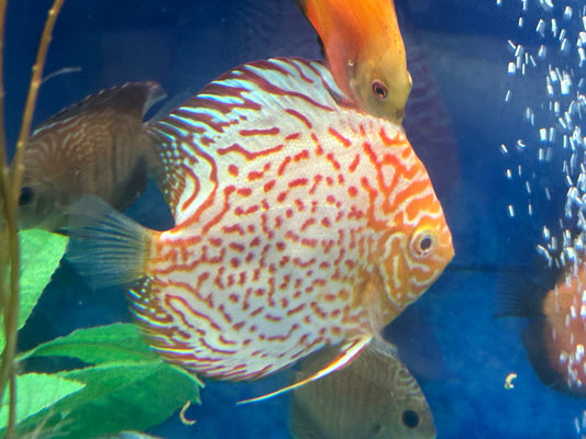 Albino Leopard Discus 5"+