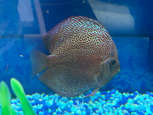 SUPER PANTHERA Discus 5"+