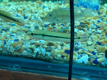 True Lugubris Pike Cichlid (Crenicichla lugubris) 5"