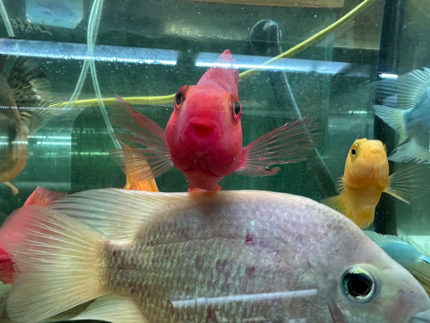 Purple King Kong Parrot Cichlid - 3"-4"