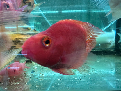 Purple King Kong Parrot Cichlid - 3"-4"