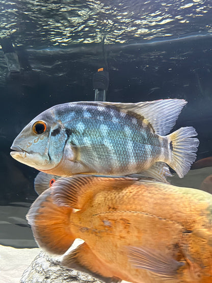 True Parrot Cichlid (Hoplarchus Psittacus)