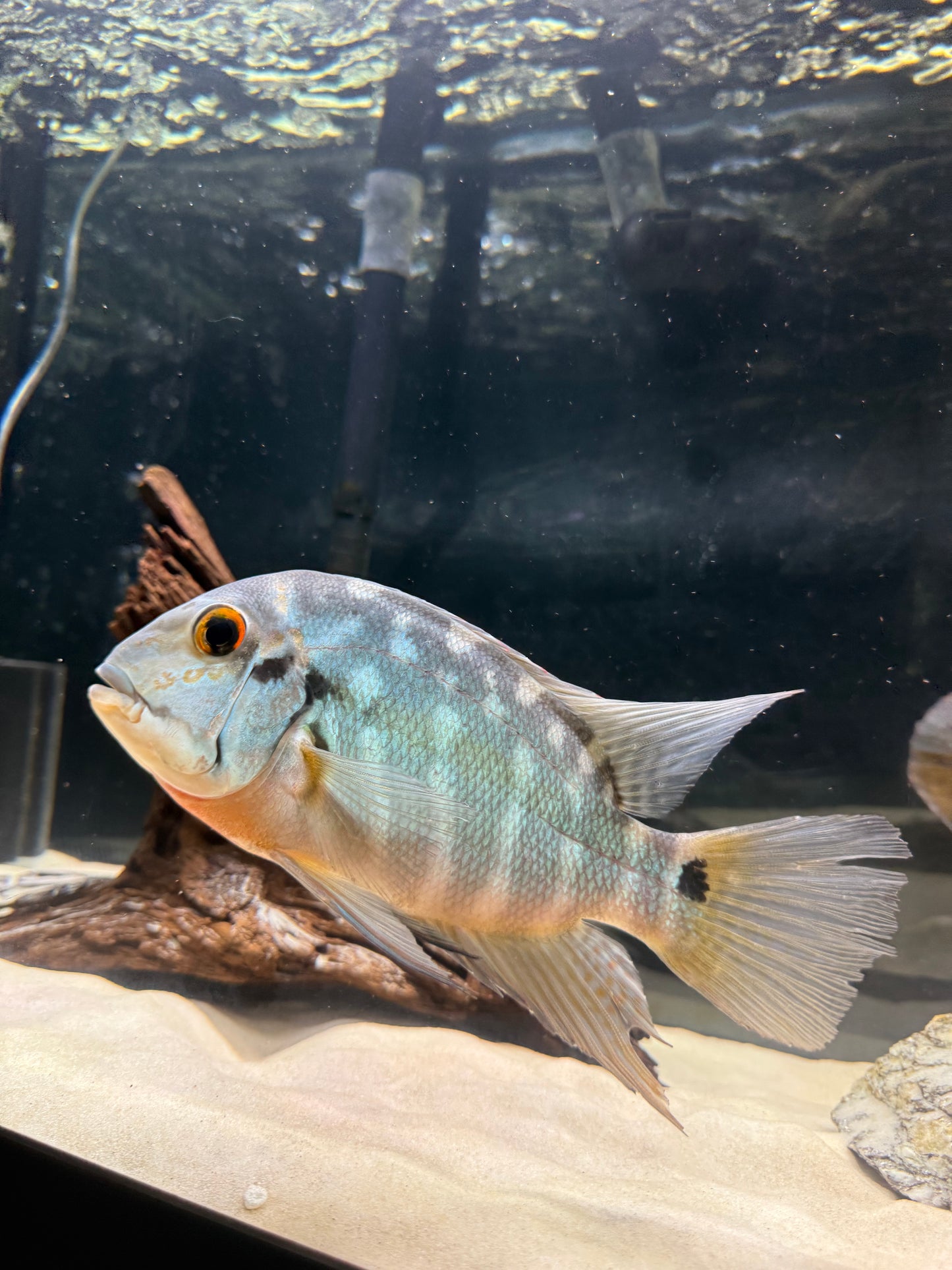 True Parrot Cichlid (Hoplarchus Psittacus)