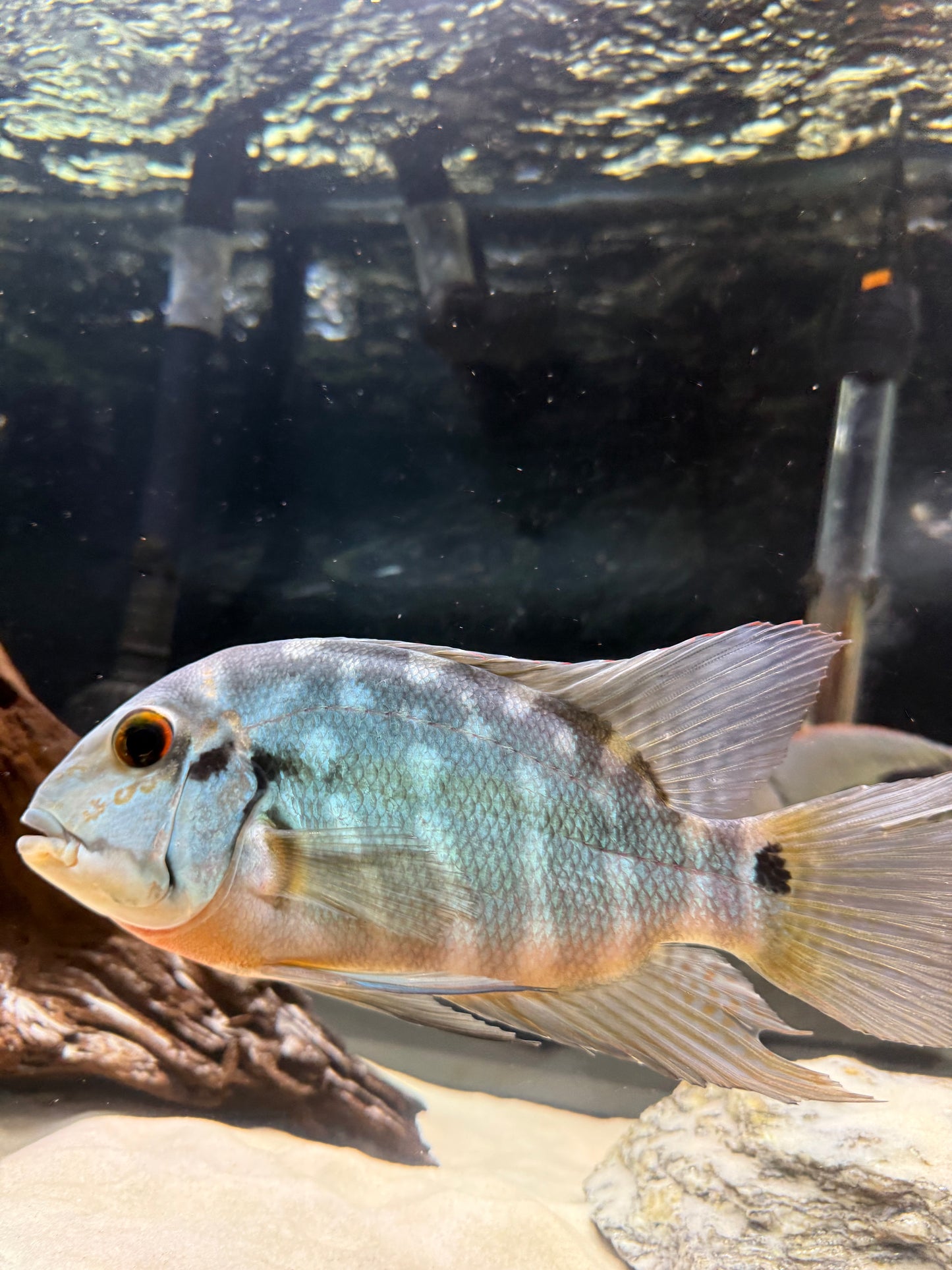 True Parrot Cichlid (Hoplarchus Psittacus)