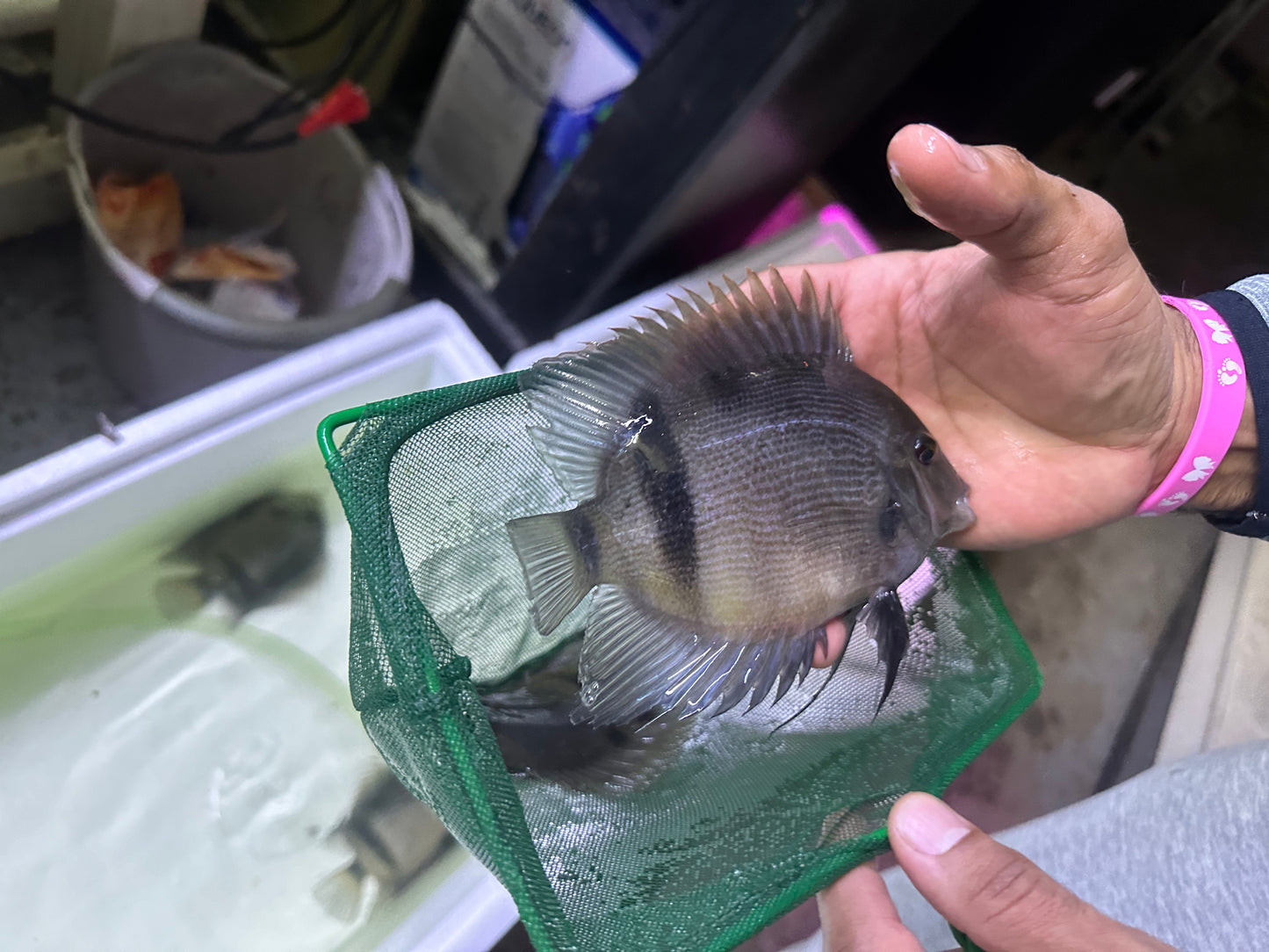 Panda Uaru Cichlid (Uaru Fernandezyepezi)