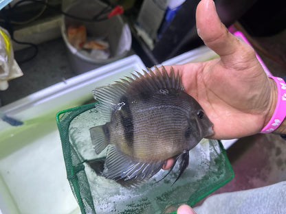 Panda Uaru Cichlid (Uaru Fernandezyepezi)