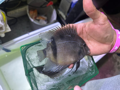 Panda Uaru Cichlid (Uaru Fernandezyepezi)