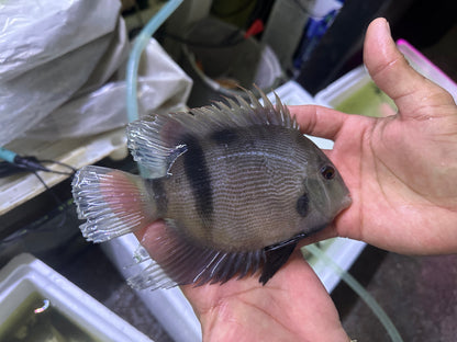 Panda Uaru Cichlid (Uaru Fernandezyepezi)