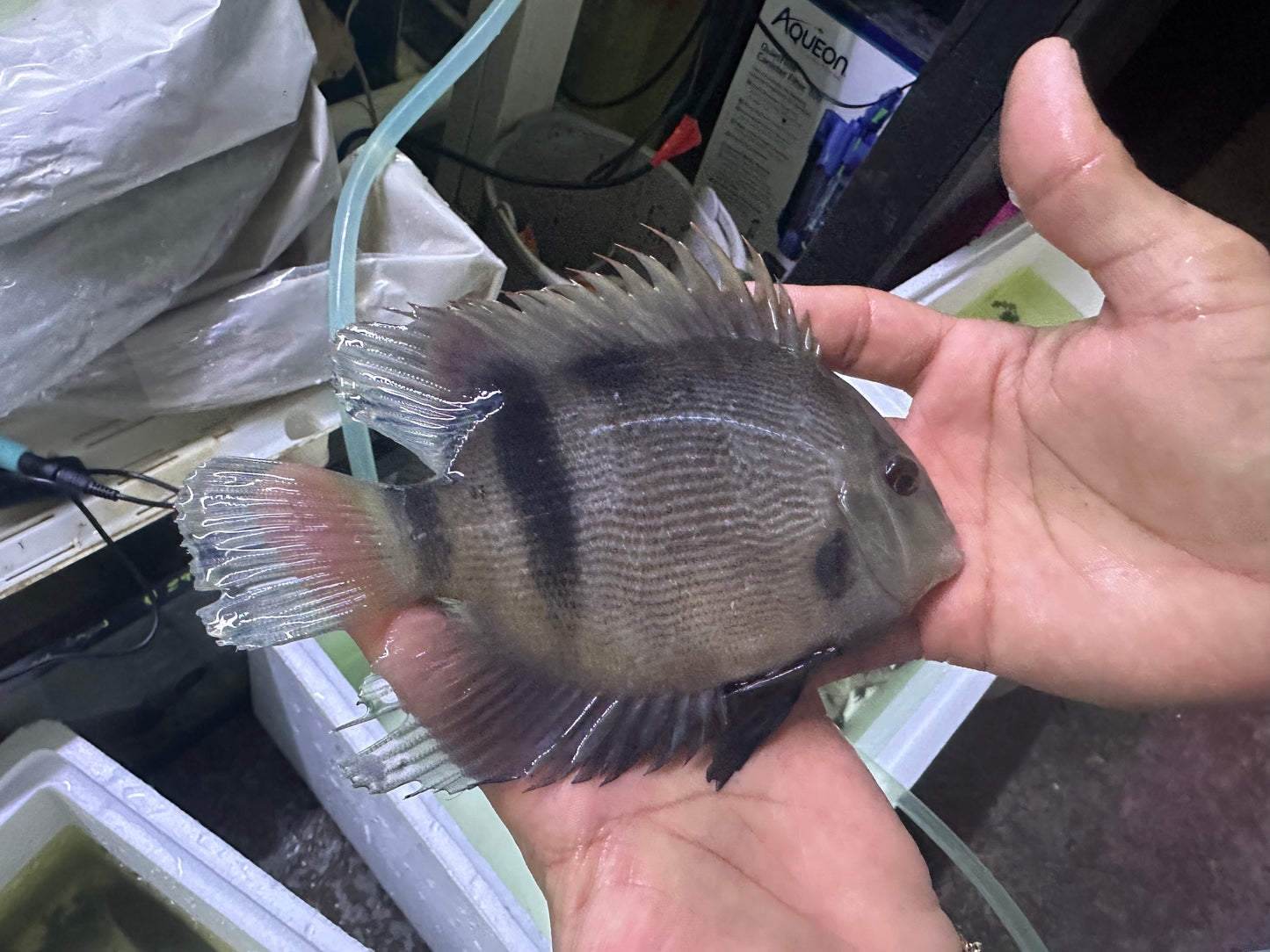 Panda Uaru Cichlid (Uaru Fernandezyepezi)