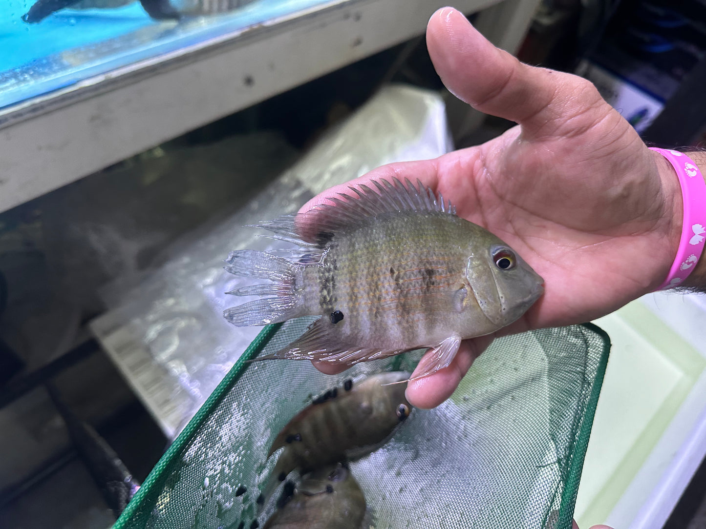 Inirida Severum (Heros Sp. Inirida)