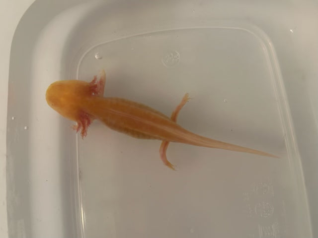 Axolotls Golden Albino Juvenile