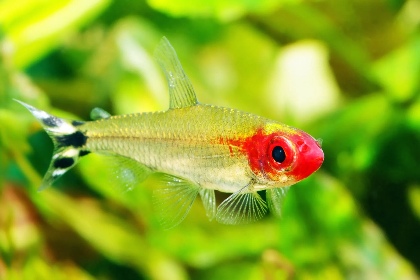 Wild Peruvian Rummynose Tetra - Petitella georgiae (group of 10)