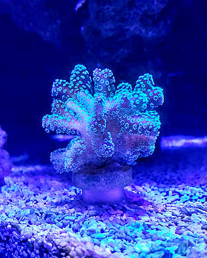 Coral Frag Plug Stands - Set of 5