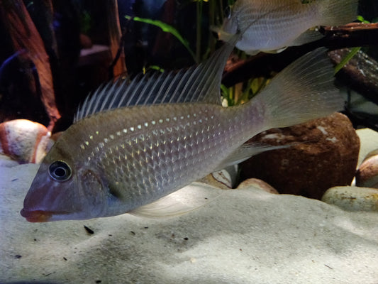 American Cichlid Geophagus Jurupari