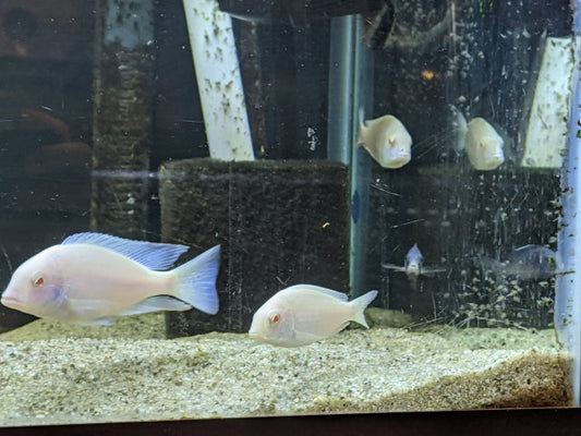 Albino Moorii Dolphin