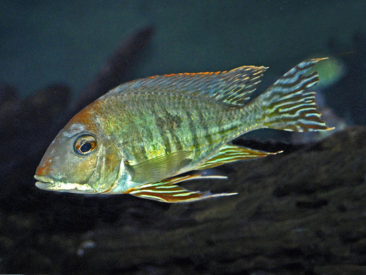 Geophagus Altifrons 1"-1.5"