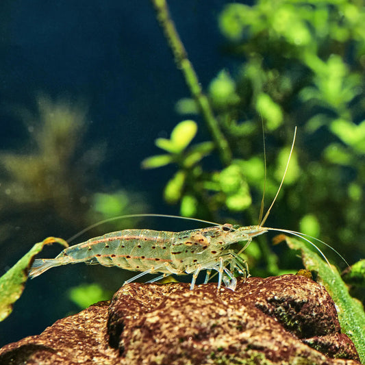 AMANO SHRIMP