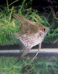 Leopard Angelfish (Pterophyllum scalare)