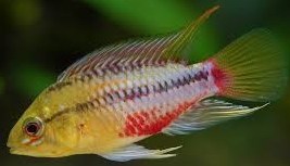 Apistogramma cf. alacrina "D18"