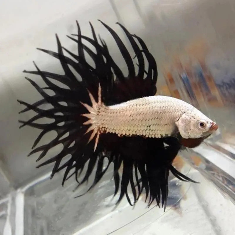 Betta-Crowntail Black& white