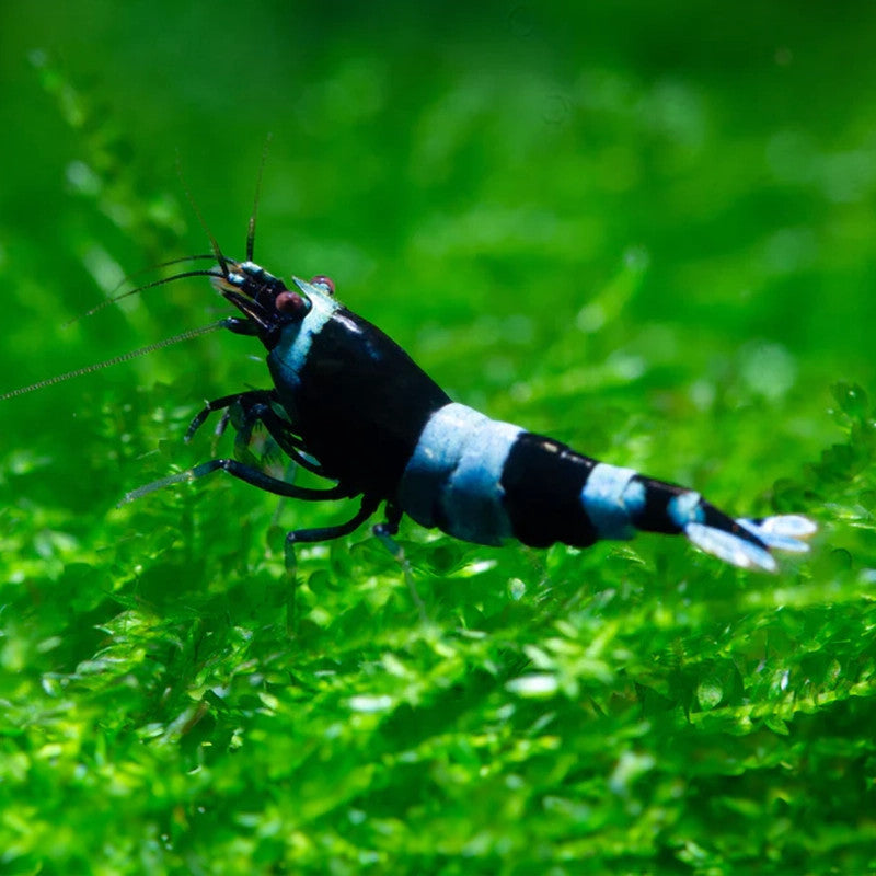 BLACKBERRY BEE CARIDINA SP