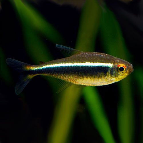 Black Neon Tetra x 6 (group of 6)