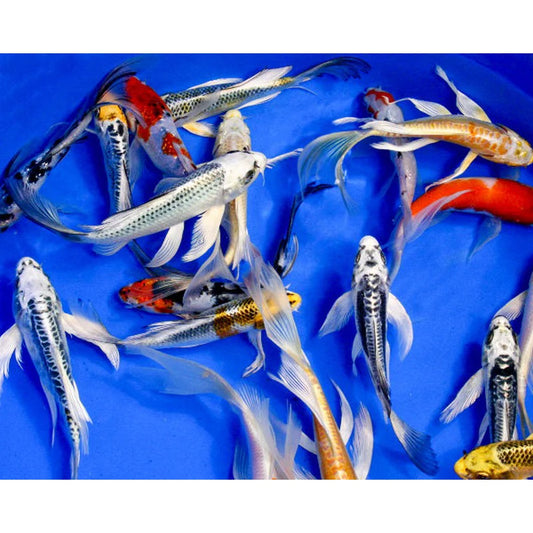 Assorted Butterfly Koi 2"-4"