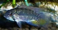 Apistogramma megaptera