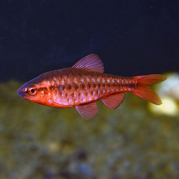 Cherry Barb x 6 (group of 6)